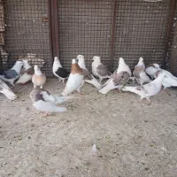 کفتر.دوکت.طوقی