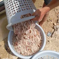 میگو تازه و صید روز به روز