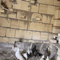 کبوتر رنگی