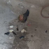 مرغ و جوجه کوردی