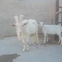نر سانن