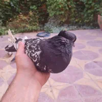 کبوتر سینه ای و کله ای