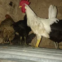 خروس سفید