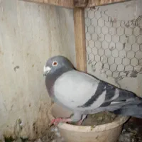 سبز دوخط المانی
