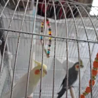 عروس هلندی رام با چهار تخم