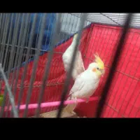 فروش عروس هلندی نر و ماده