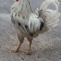 فروش یک عدد خروس و مرغ گلین
