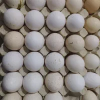 تخم نطفه دار بوقلمون
