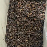 کشمش در نشتارود