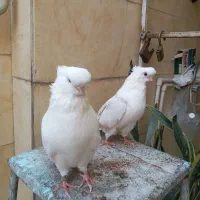کبوتر نوک قنار اصل