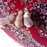 سگ پاکوتاه