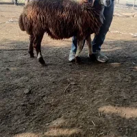 بره نر همو