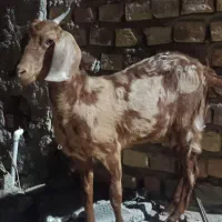 کره مری