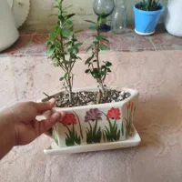 مرجان|گل و گیاه طبیعی|ایلام, |دیوار