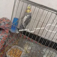 عروس هلندی