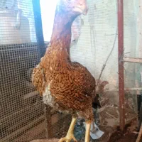 جوجه تاقچه لاری سه ماه دیگه بتخم می آیندد