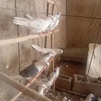 کفتر|پرنده|ملارد, |دیوار