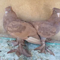 یک جفت جوجه کفتر رواعب