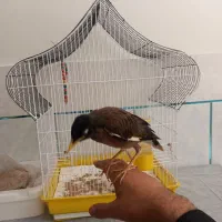 مرغ مینا افغان