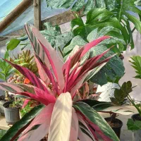 گل های طبیعی