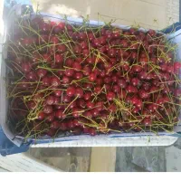 البالو رسمی