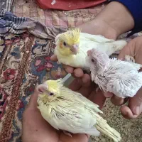 طوطی  عروس هلندی رو جوجه
