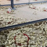 یک نفر کورد زبان ماهربرای مرغداری عراق