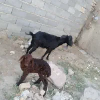 بز بره دار