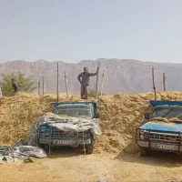 فروش کاه گندم خوشه
