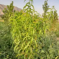 باغ-سنددار