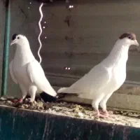 پلاس خال دم