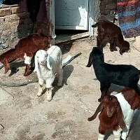 بزغاله هفت عدد سه تا نر چهار تا ماده سالم سرحال