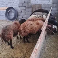 میش افشار
