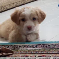 سگ مالتیپو