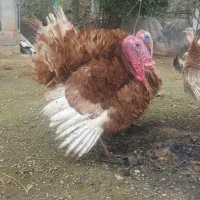 بوقلمون نر (بوربون)