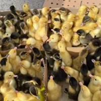 فروش عمده جوجه اردک پکنی 2روزه ارسال سراسری