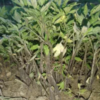 تولکی/گوجه-بادمجان-فلفل.