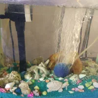 آکواریوم باکامل لوازم  به همراه ماهی