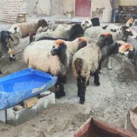 فروش میش و شیشک بختیاری روزگاری