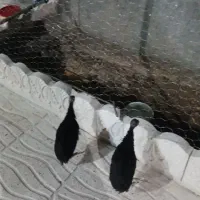 بوقلمون