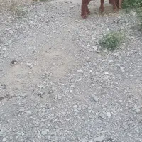 بره