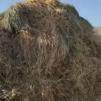 علف