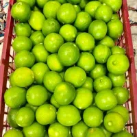 لیمو ترش تازه رودان