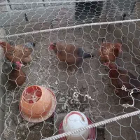 مرغ محلی|حیوانات مزرعه|یزدان شهر, |دیوار