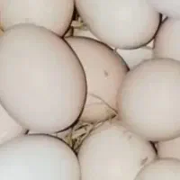تخم اردک اسراعلی نطفه دار