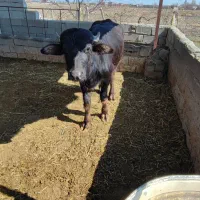 گاومیش نر یکساله