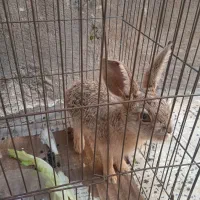 فروش خرگوش کوهی
