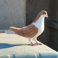 کفتر چادری زرد