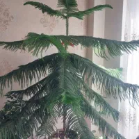 گل مطبق