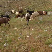 قوچ|حیوانات مزرعه|اردبیل, |دیوار